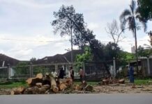 Aksi Nyata Lurah Arsun Sahadi: Pantau Langsung Penebangan Pohon Rapuh Demi Keselamatan Warga