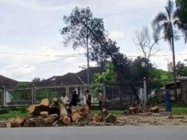 Aksi Nyata Lurah Arsun Sahadi: Pantau Langsung Penebangan Pohon Rapuh Demi Keselamatan Warga