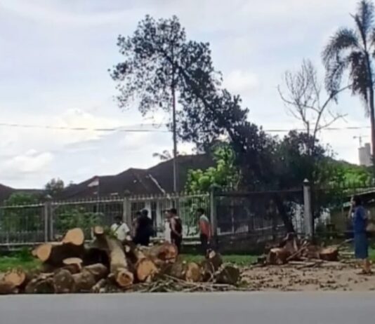 Aksi Nyata Lurah Arsun Sahadi: Pantau Langsung Penebangan Pohon Rapuh Demi Keselamatan Warga