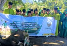 BAZNAS Sumsel Wujudkan Kebahagiaan Idul Adha Mustahik, Tiga Sapi Disalurkan Melalui Program Tabur Gizi