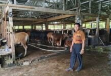 Dari Sapi Bali hingga Limousin, Rujito Peternakan Tawarkan Variasi Kurban Berkualitas di Palembang