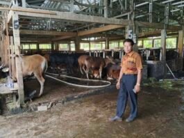 Dari Sapi Bali hingga Limousin, Rujito Peternakan Tawarkan Variasi Kurban Berkualitas di Palembang