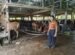 Dari Sapi Bali hingga Limousin, Rujito Peternakan Tawarkan Variasi Kurban Berkualitas di Palembang